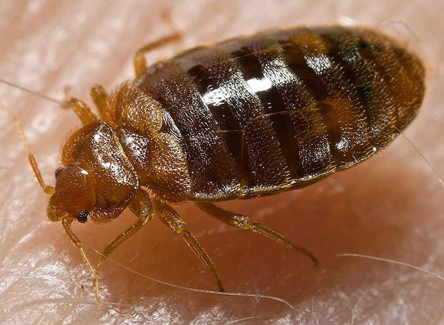 Bed Bug, Cimex lectularius