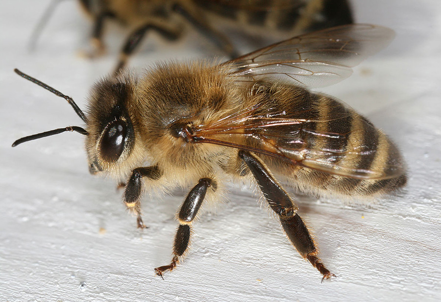 Africanized Honey Bee (A.m. Scutellata)