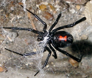 Black Widow, Latrodectus mactans