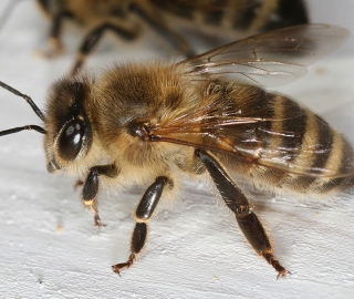 Africanized Honey Bee (A.m. Scutellata)