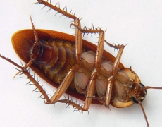 Cockroach - Periplaneta americana