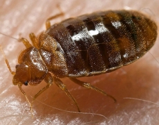 Bed Bug, Cimex lectularius